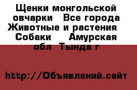 Щенки монгольской овчарки - Все города Животные и растения » Собаки   . Амурская обл.,Тында г.